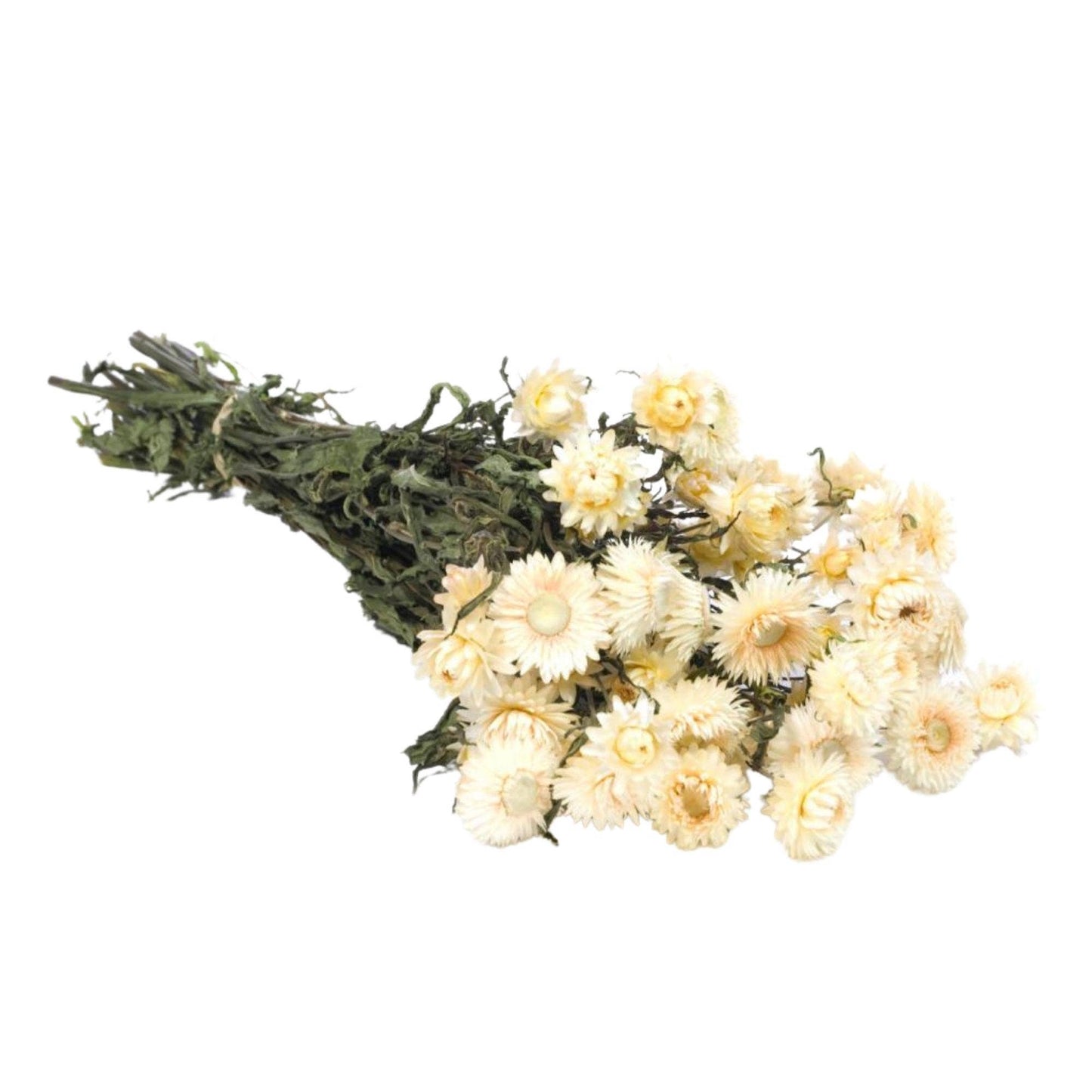 Dried Flowers - Helichrysum Natural White